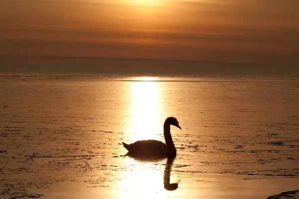 Lonely swan — Stock Photo, Image