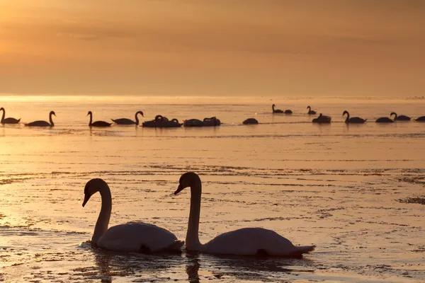 Two romantic swans — Stock Photo, Image