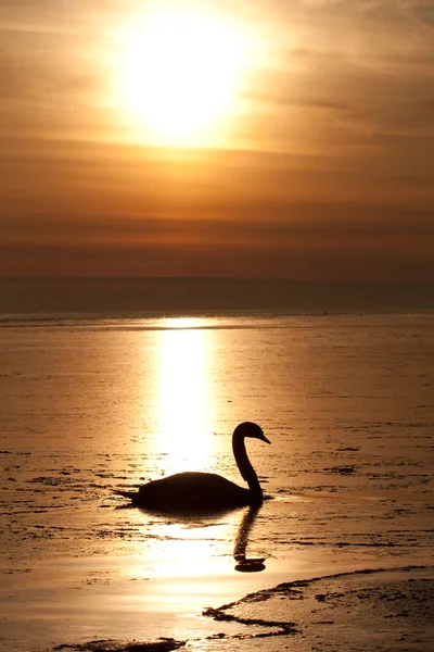 Cisne solitário — Fotografia de Stock