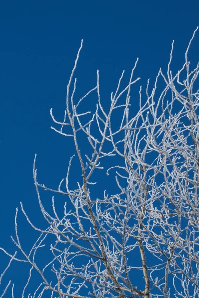 Stock image Frozen bushes