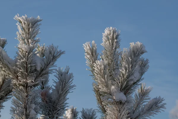 Snowy firs — Stock Photo, Image