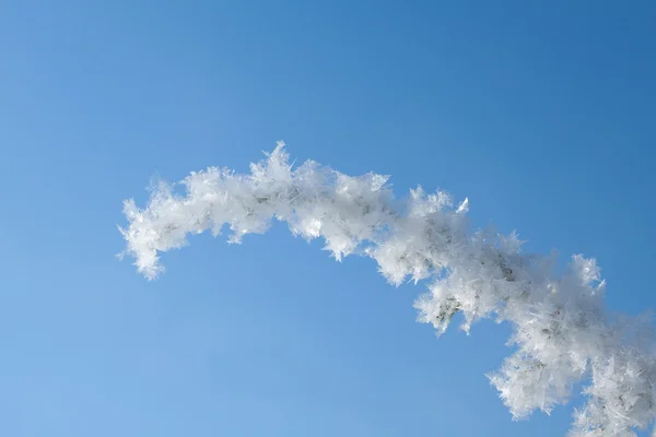 Macro of frozen juniper — Stock Photo, Image
