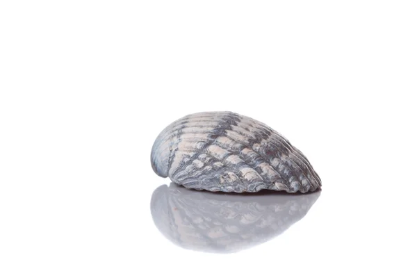 Blue sea shell — Stock Photo, Image