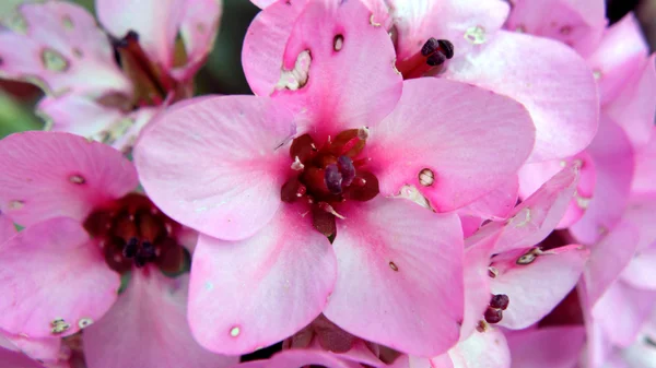 stock image Sick Flowers