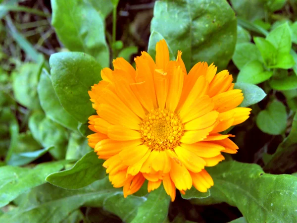 Kvetoucí oranžová květina — Stock fotografie