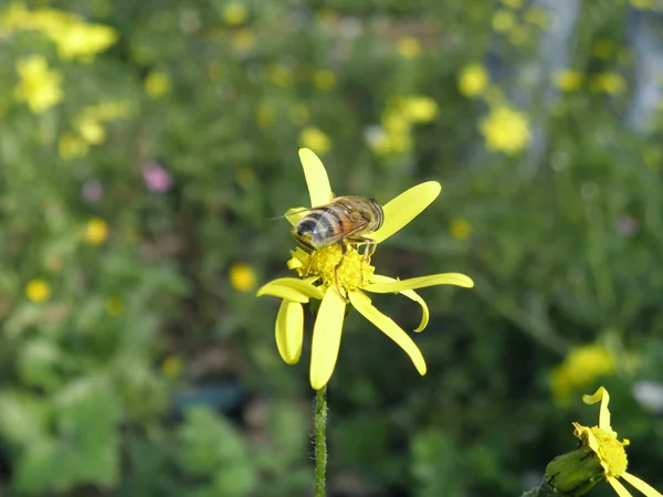 Caugh abelha em Super Macros — Fotografia de Stock