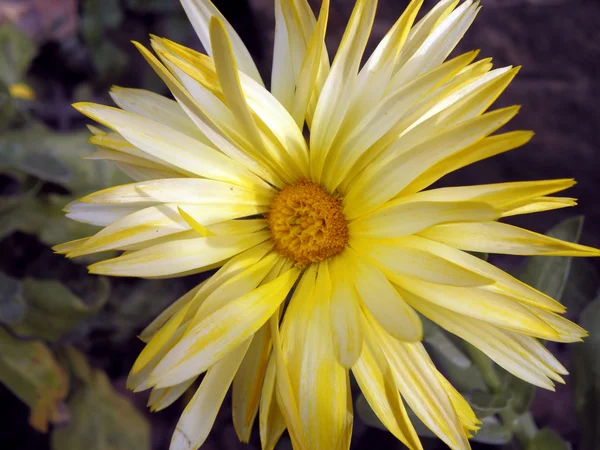 Κίτρινο και λευκό λουλούδι — Φωτογραφία Αρχείου