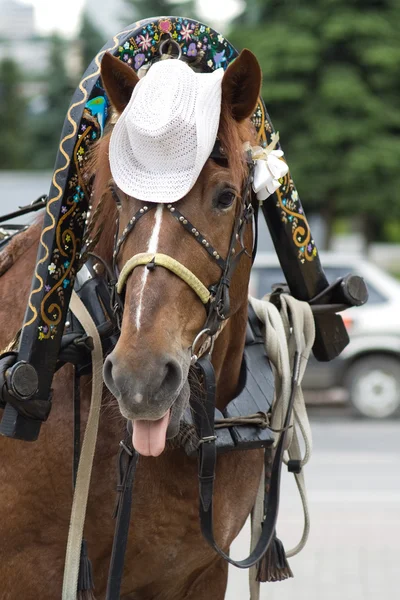 stock image Horse in a Hat