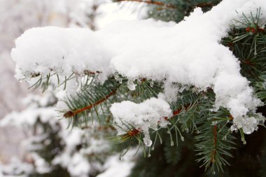 Snow covered fir needles clipart