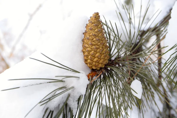 Cone em um ramo coberto de neve — Fotografia de Stock