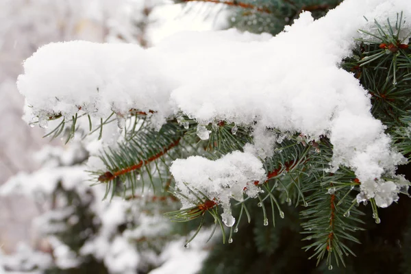 Snow covered fir needles — Stock Photo, Image