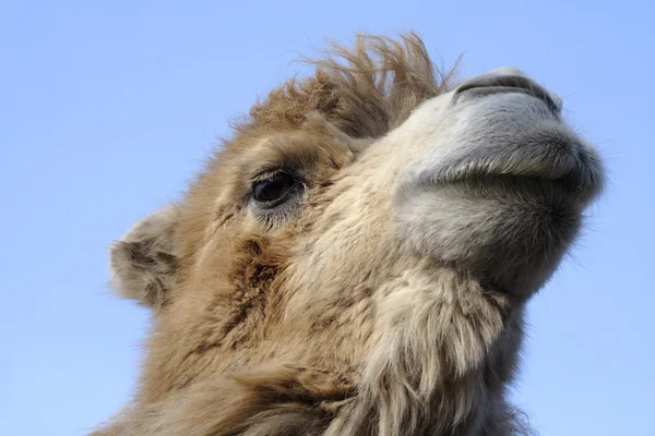 stock image Camel