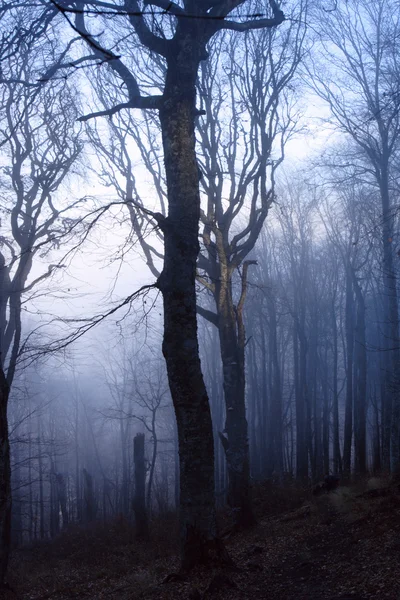 Foresta misteriosa — Foto Stock