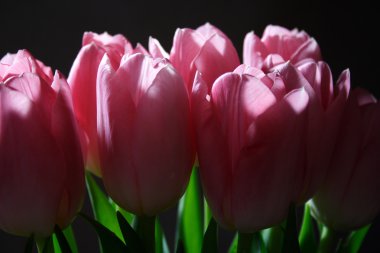 Pink tulips_1 clipart