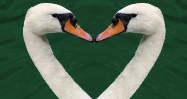 Swan`s heart clipart