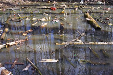 Environment. forest trees reflection clipart