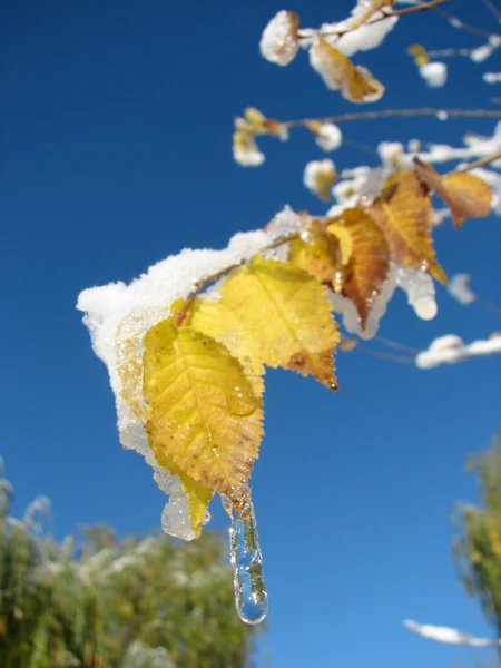 Icicle and snow on a leaf — Stock Photo, Image