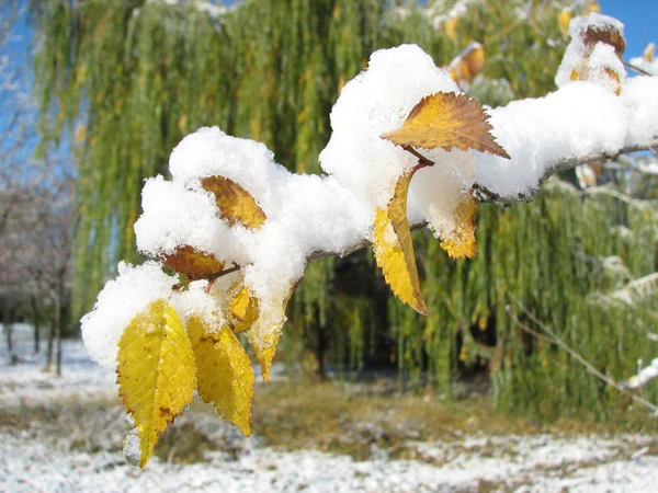 Primeira neve em um ramo e folhas — Fotografia de Stock