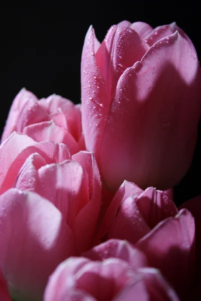 Rosa tulips_3 — Stockfoto