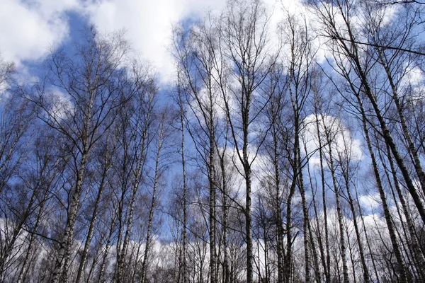 ロシアの森林。白樺 — ストック写真