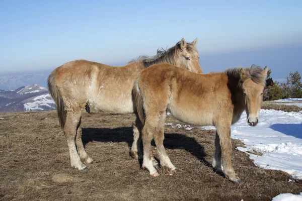 Dvojice koní — Stock fotografie