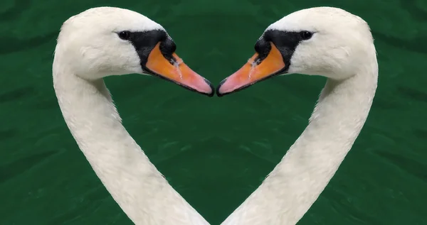 Swan srdce — Stock fotografie