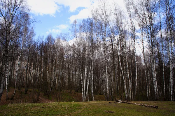 Russian forest — Stock Photo, Image