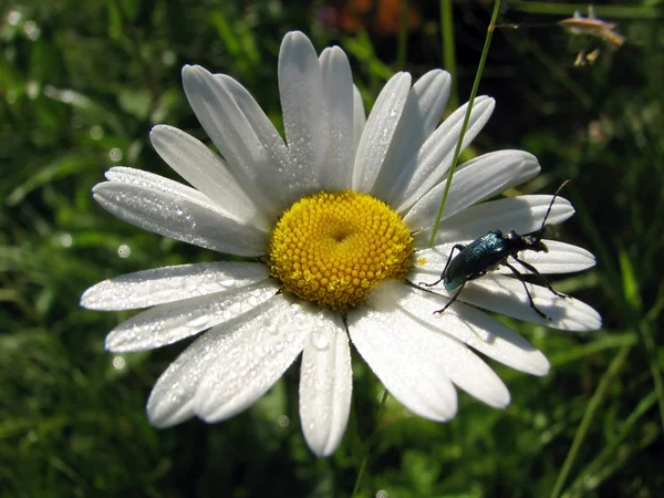 Morning daisy with a beetle — Stock Photo, Image