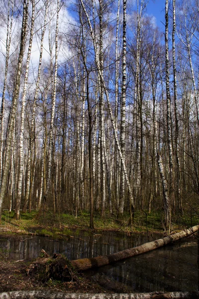 Bosque ruso —  Fotos de Stock