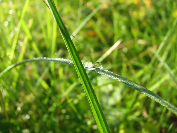 Dewdrops on a blade — Stock Photo, Image