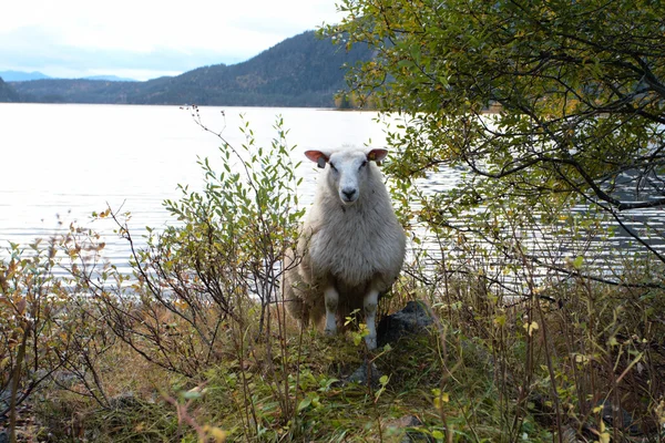Овца — стоковое фото