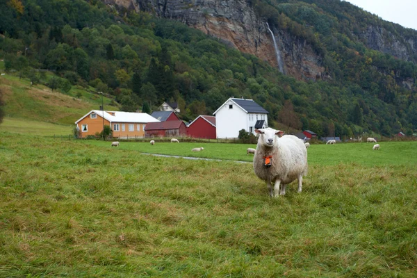 Koyunların — Stok fotoğraf