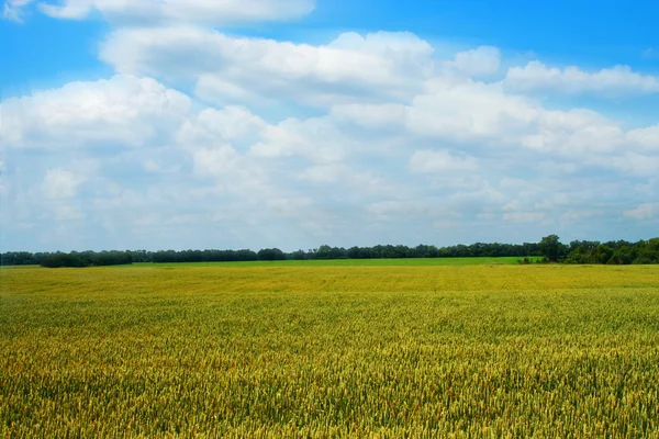 Goldenes Weizenfeld mit blauem bewölkten Himmel — Stockfoto