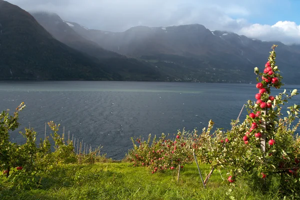 Pommier sur une côte de fjord — Photo