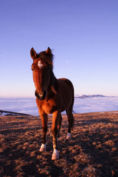 Retrato de cavalo bonito jovem — Fotografia de Stock