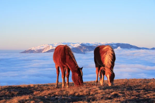 Dois cavalos em um pasto — Fotografia de Stock