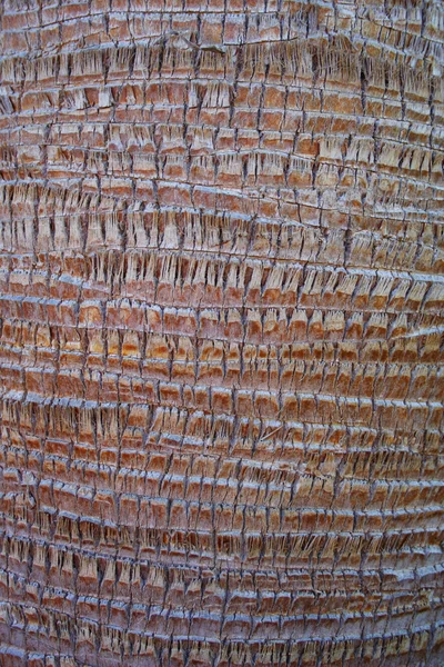 Структура коры пальмы — стоковое фото