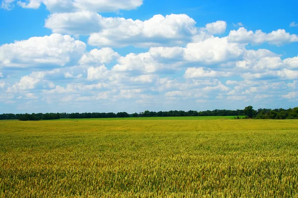 Champ de blé doré avec ciel nuageux bleu — Photo