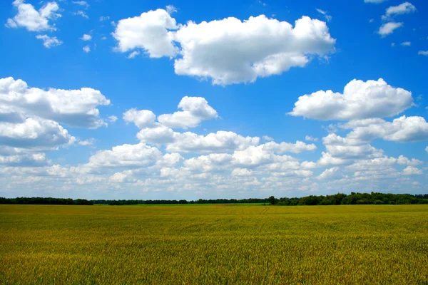 Golden wheat field with blue cloudy sky — Stock Photo, Image