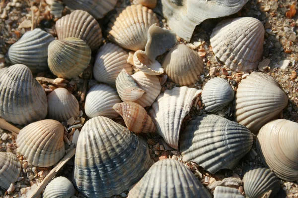 Shells — Stock Photo, Image