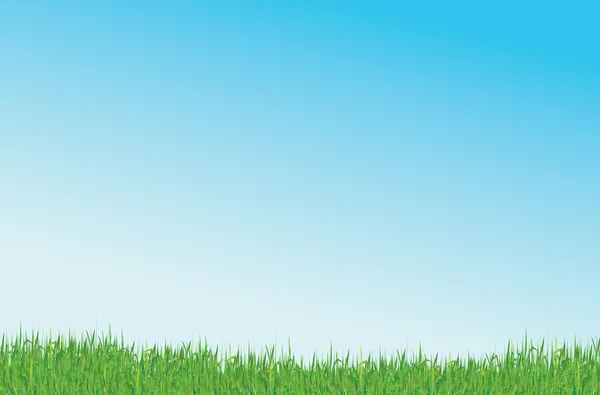 Gras und blauer Himmel — Stockvektor