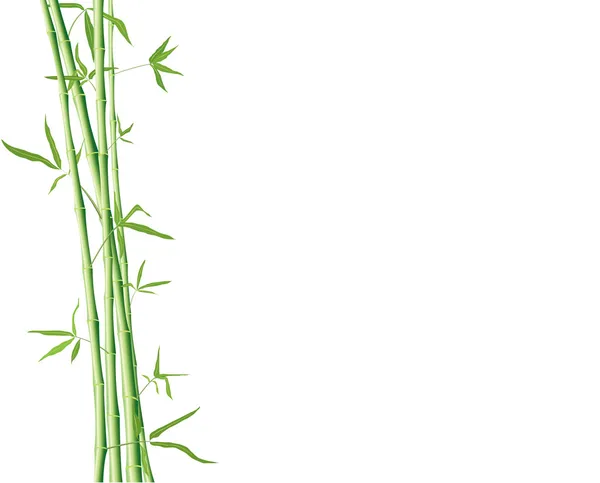 Bambou vert — Image vectorielle