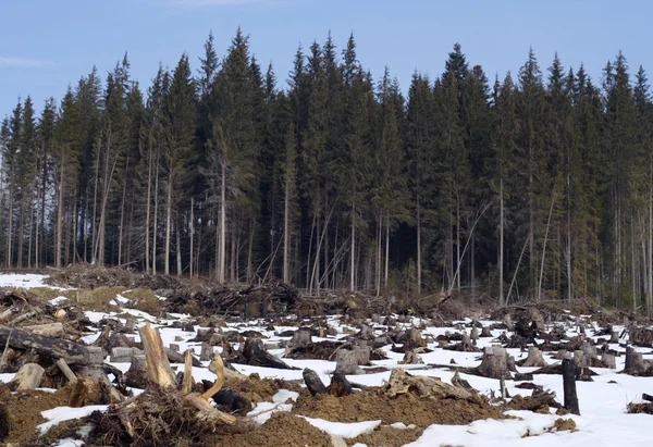 Bosque caído — Foto de Stock