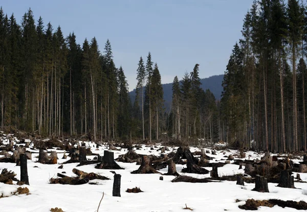 落とされた森林 — ストック写真