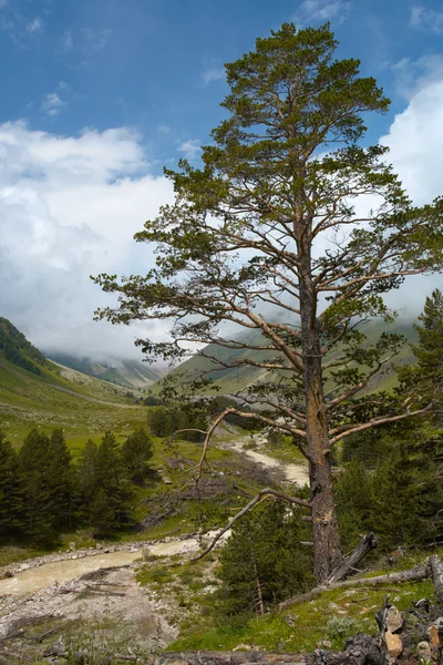 Соснове дерево в дикій гірській долині — стокове фото