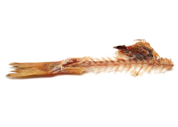 물고기 꼬리 — 스톡 사진