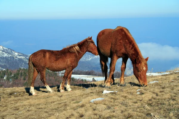Paire de chevaux — Photo