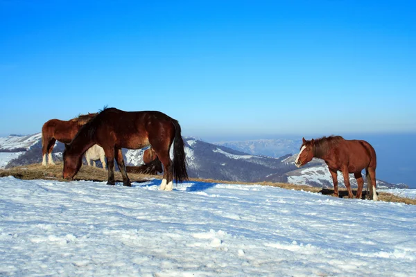 Cavalos em um pasto nevado — Fotografia de Stock