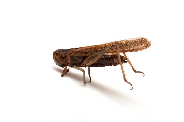 stock image Locust