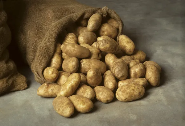 Spilled burlap sack of potatoes — Stock Photo, Image
